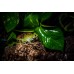 Rana gigante arborícola - Litoria caerulea ojos azules (Juveniles)